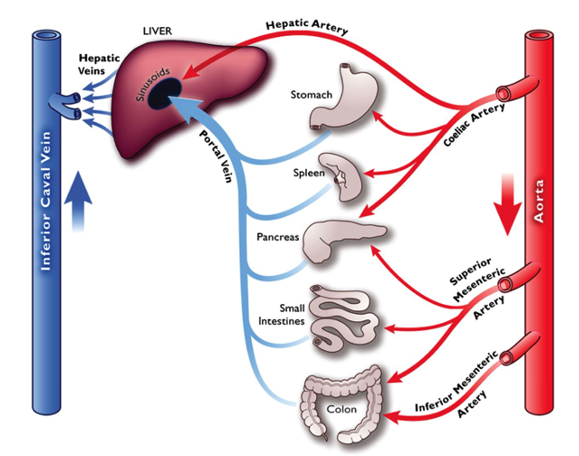 Hepatic Blood Supply And Regulation Of Hepatic Blood Flow OpenAnesthesia